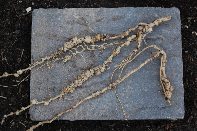 Nematode infested roots. (photos by Libbey McKendry)