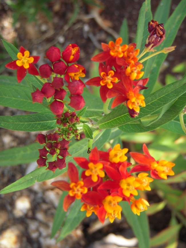 Butterfly Weed flowers. (photos by Launa Herrmann)