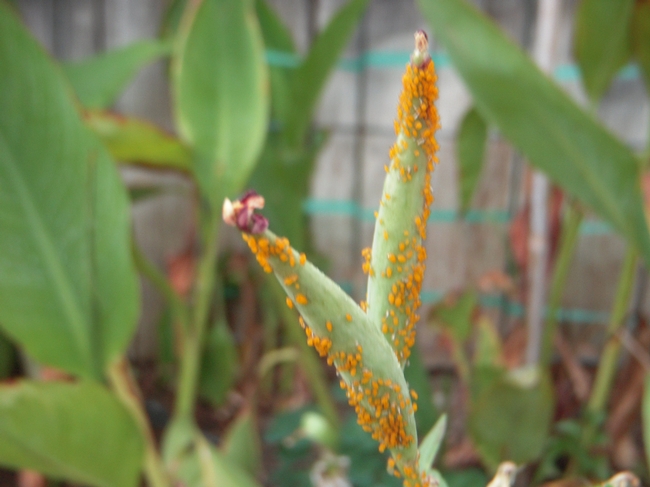 Color-coordinated aphids on Butterfly Weed.
