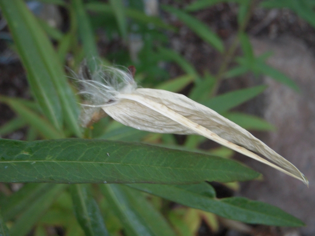 Opening of seed pod.