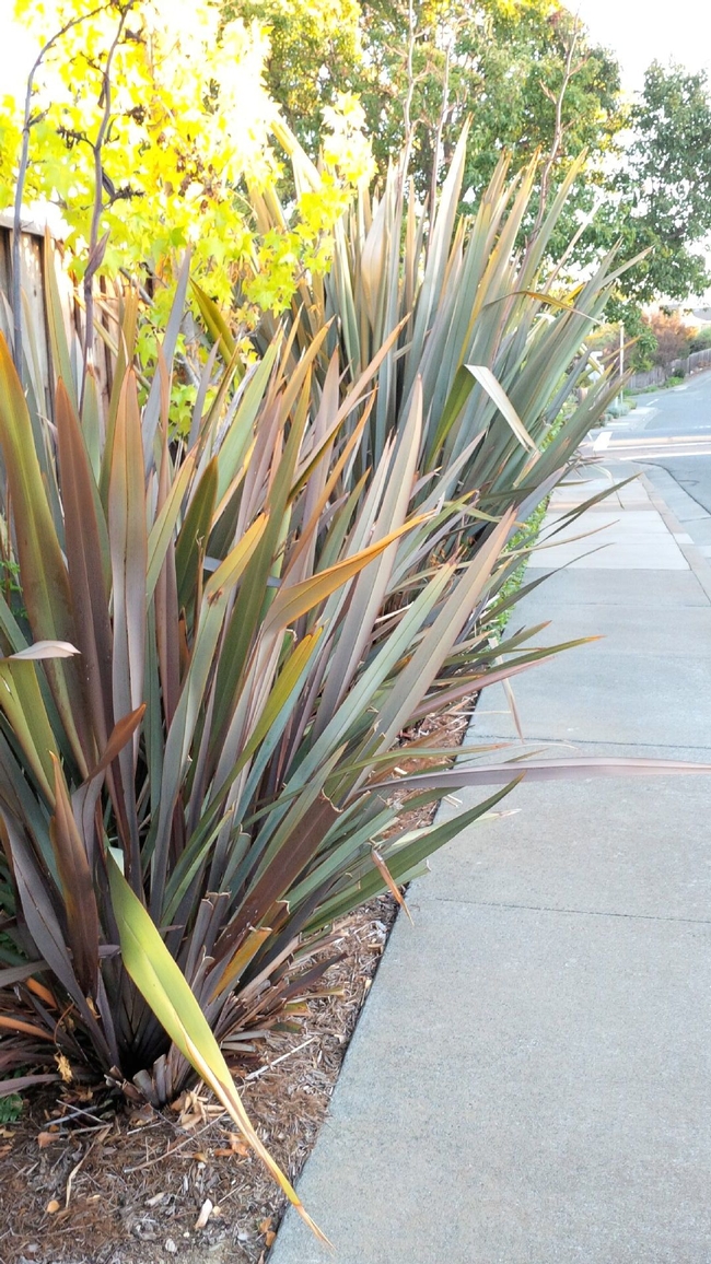 Phormium planted by sidewalk. (photo by Riva Flexer)