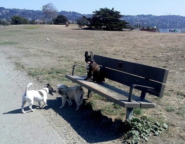 Even the pups are avoiding the brown grass!  Point Isabel Dog Park, Richmond.