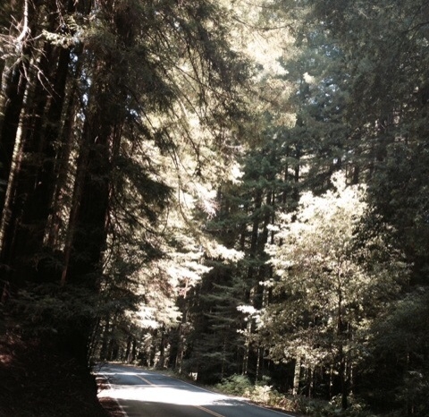 Big trees. (Photos by Sharon Rico)