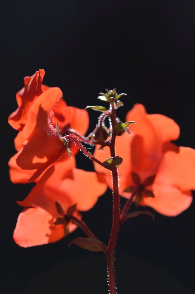 Red Mask Flower. (Photo by Erin Mahaney)