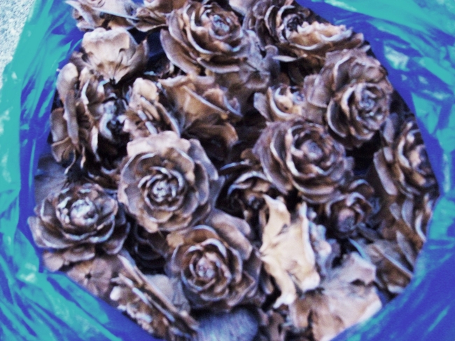 Deodar cedar cones. (photo by Betty Victor)