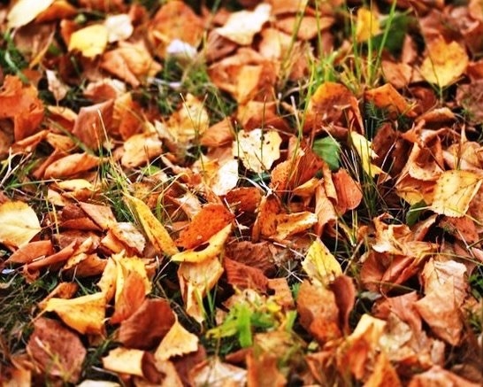 Fallen leaves. (JoEllen Myslik)