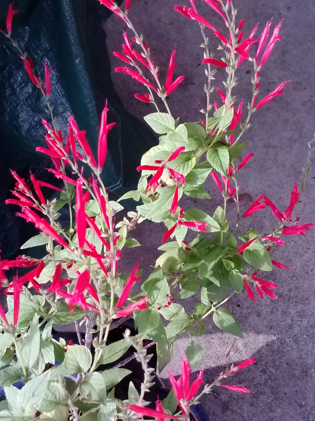 Red flowers of pineapple sage.