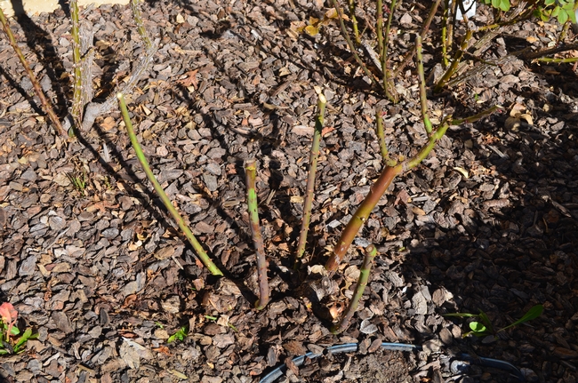 Pruned rose. (photo by Sterling Smith)