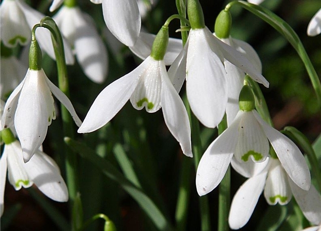 Snowdrops. (photo from www.bethwins.co.uk)
