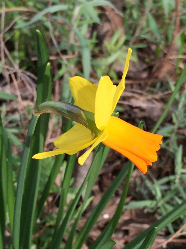 'Jet Fire' mini daffodil. Photo by Jennifer Baumbach
