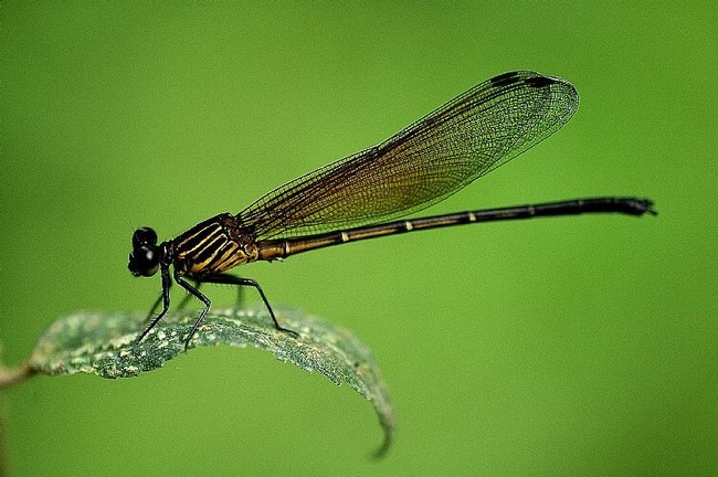 Damsel fly (photo from freeallpictures.com)