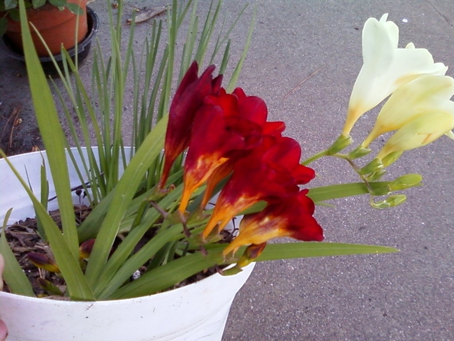 Freesias (photo by Kathy Low)