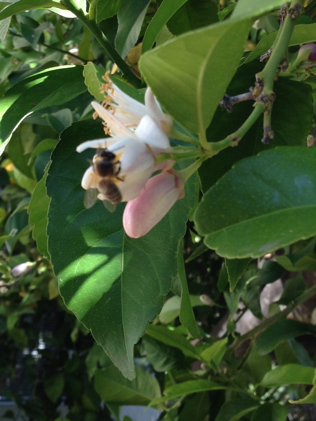 Bee on lemon blossom. Photo by Marian Chmieleski