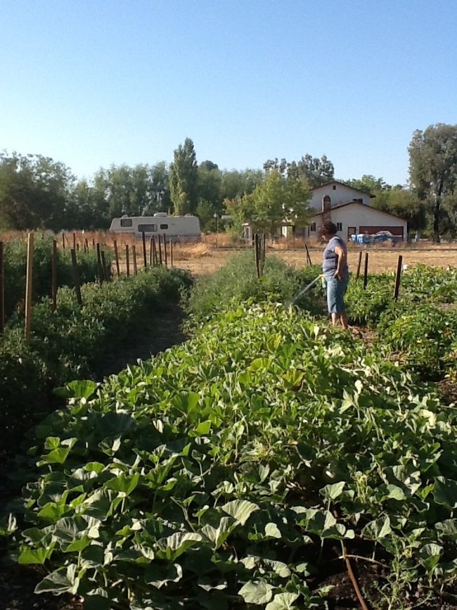 Bernice in the field. (photos by Cheryl Potts)