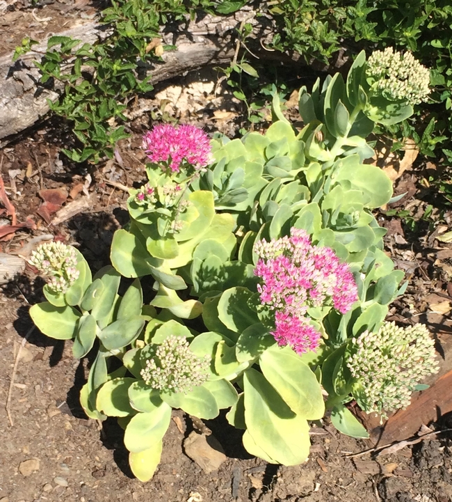 Sedum 'Autumn Joy' (photos by Trisha Rose)