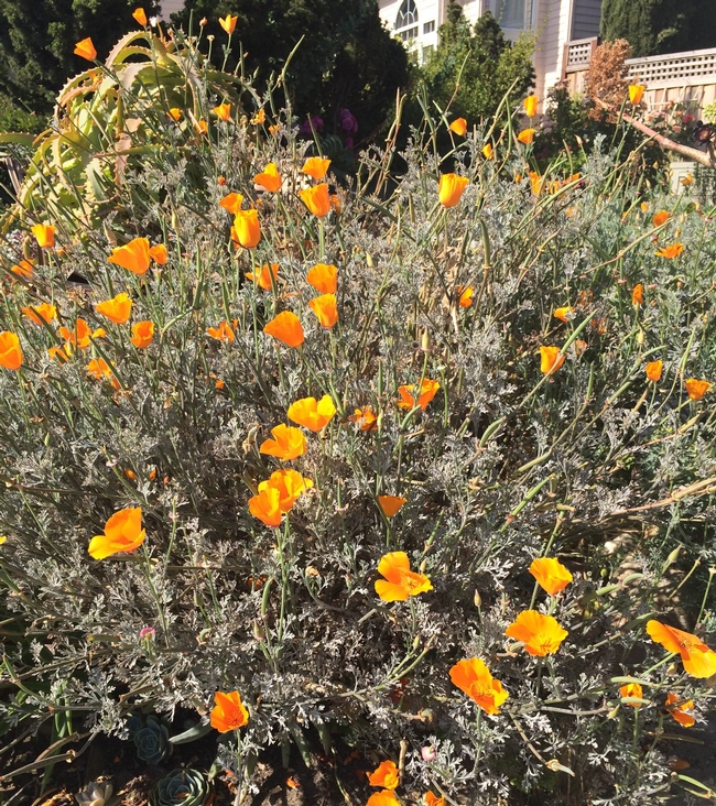 California poppies.