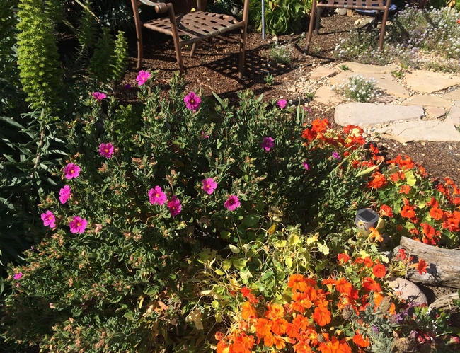 Echium, Cistus and Nasturtium. (left to right)