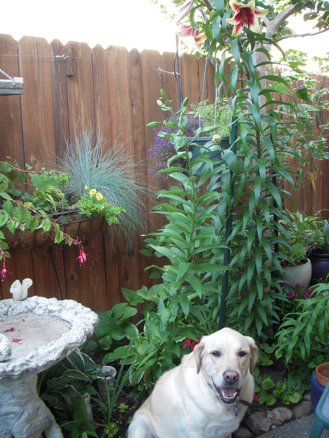 Happy dog by tree lily.