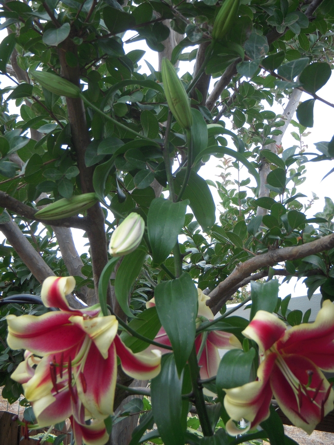 tree lily 8