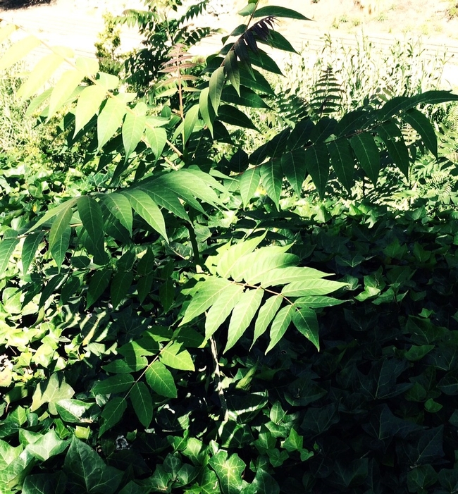 Invasive Ailanthus. (photo by Sterling Smith)