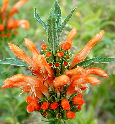 Lion's tail closeup (photo from countrysideaustin.com)
