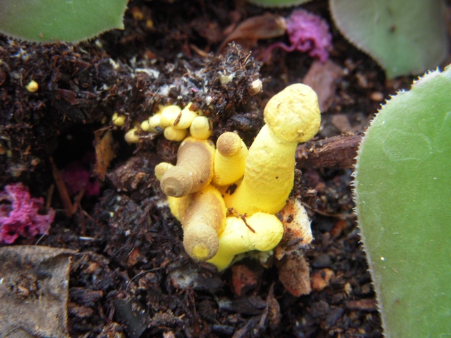 Additional sprouts of yellow mushrooms.