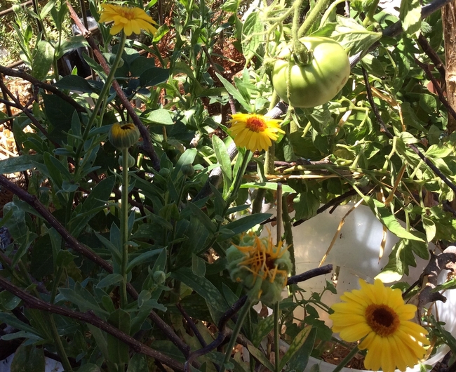 Calendula and green tomato. (photos by Tina Saravia)