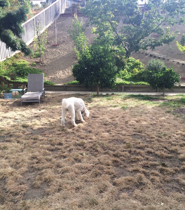 Bits of grass and one dog. (photos by Trisha Rose)