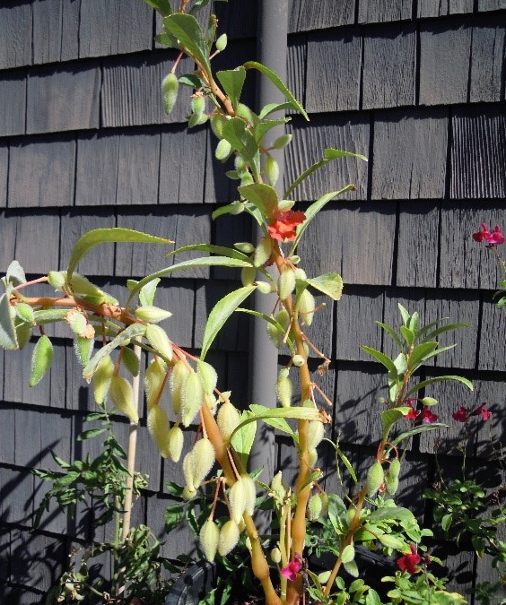 milkweed pam allen