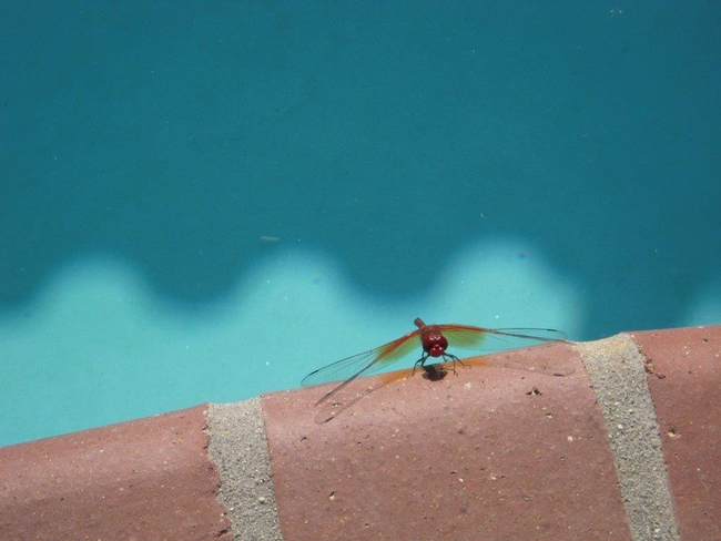 Dragonfly. (photo by Launa Herrmann)
