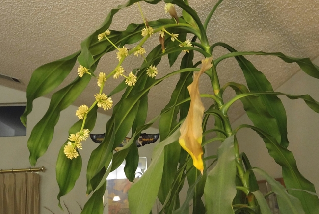 CornPlant. (photos by Karen Metz)