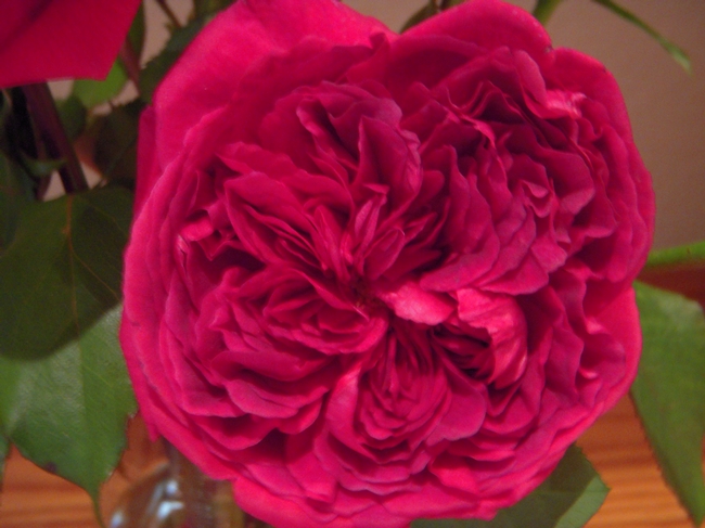 English rose closeup (photos by Launa Herrmann)