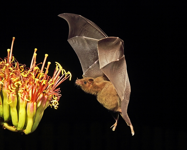 A bat approaches an agave branch in Sonoita, Arizona. Photo by National Wildlife Photo Contest entrant John Hoffman