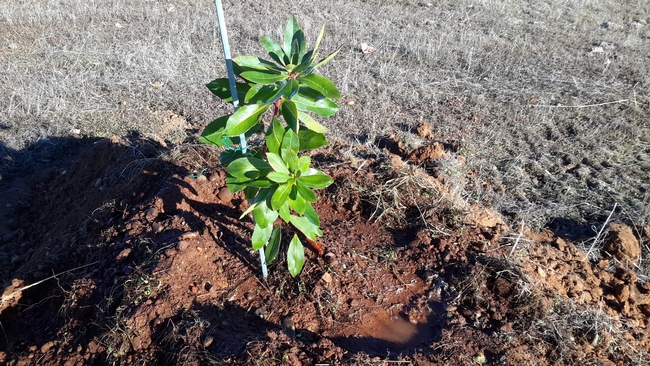 Toni's Blog - Arbutus 'Marina' photo