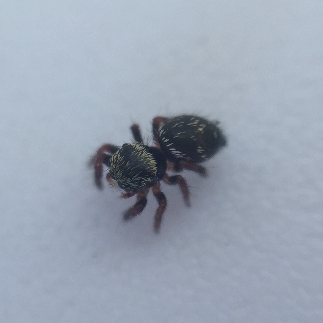 Itty bitty spider. (photo by Jennifer Baumbach)