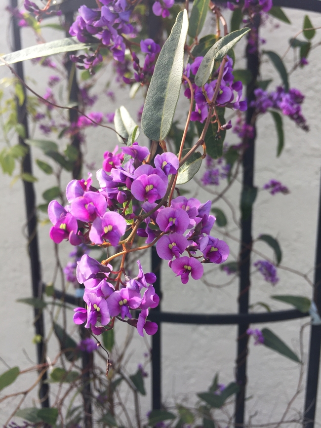 Hardenbergia (photo by Jennifer Baumbach)