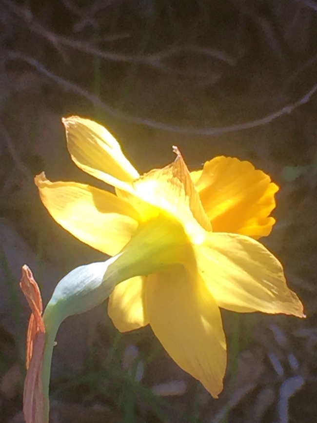 Daffodil. (photo by Jennifer Baumbach)