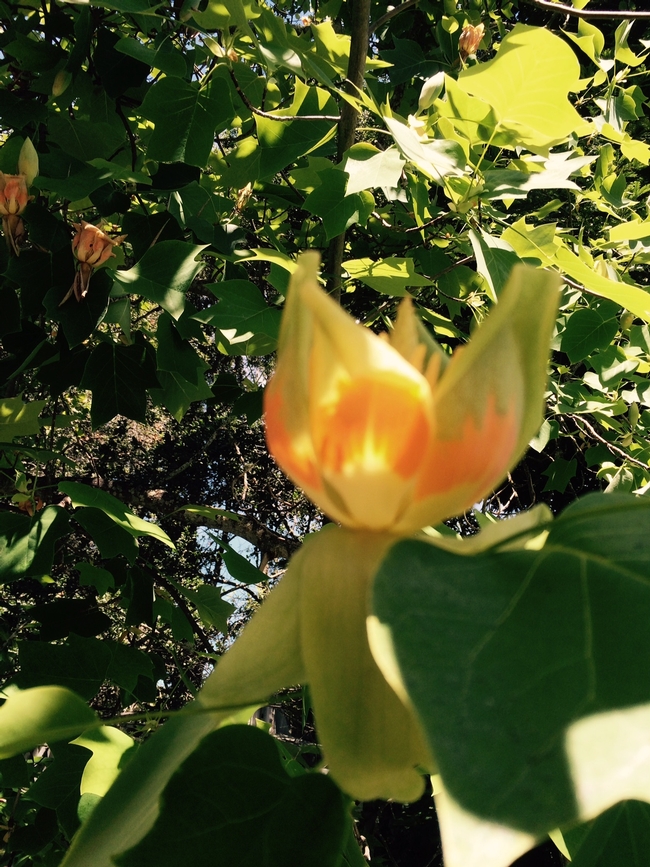 Tulip tree (photo by Sterling Smith)