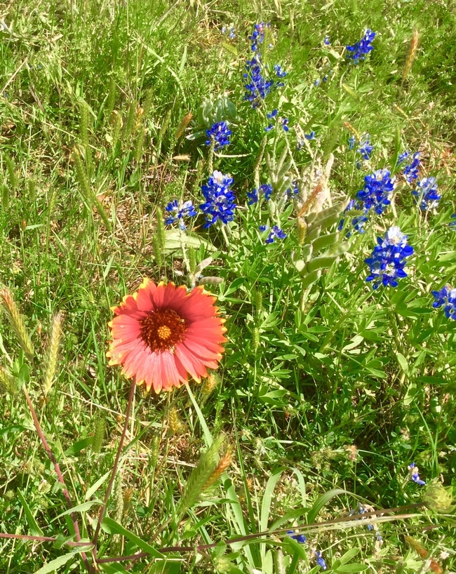 Texas Bluebonnet (Lupinus texensis) and Firewheel (Gaillarda pulchella). photos by Tina Saravia