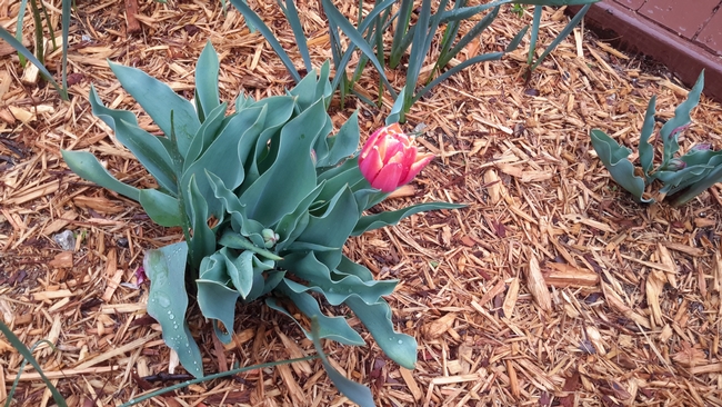 Michigan tulip. Photo by Toni Greer