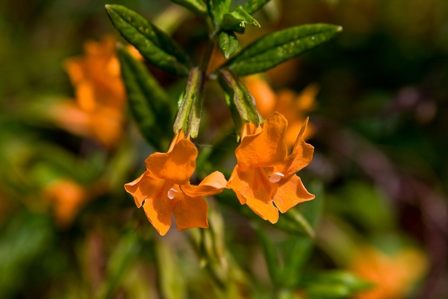 Big Sur California Orange Bush Monkey Flower Wildflowers-1LG
