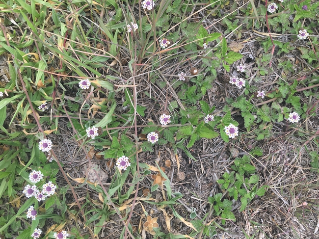 verbena like flower