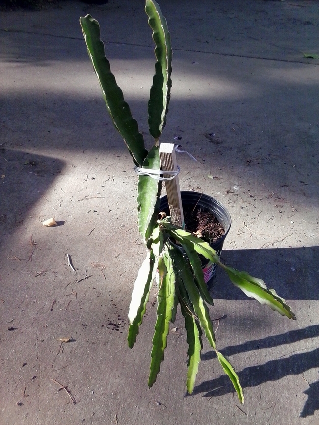 Dragon fruit cactus plant. (photos by Kathy Low)