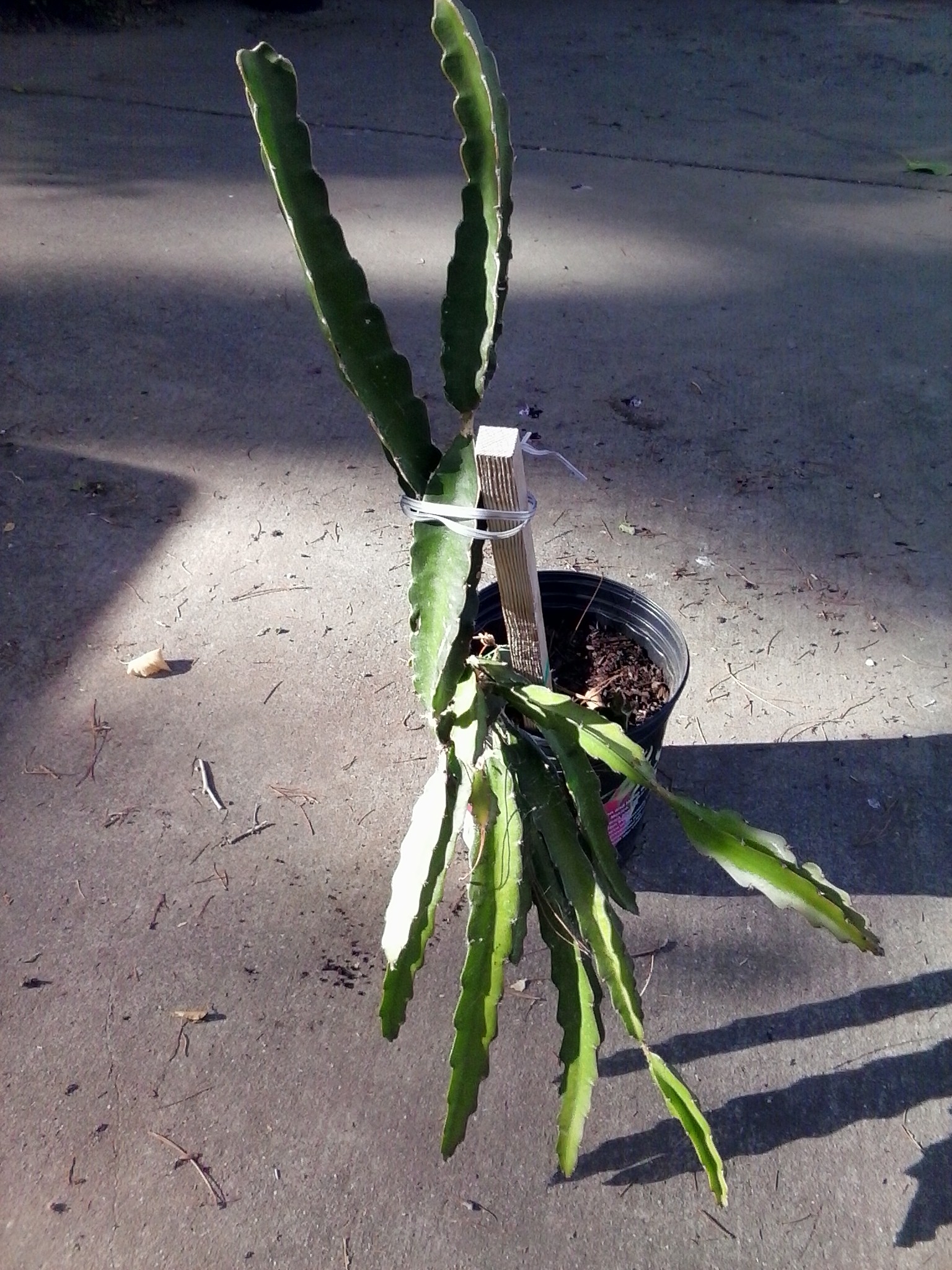 Picture Of Dragon Fruit Cactus - picture of