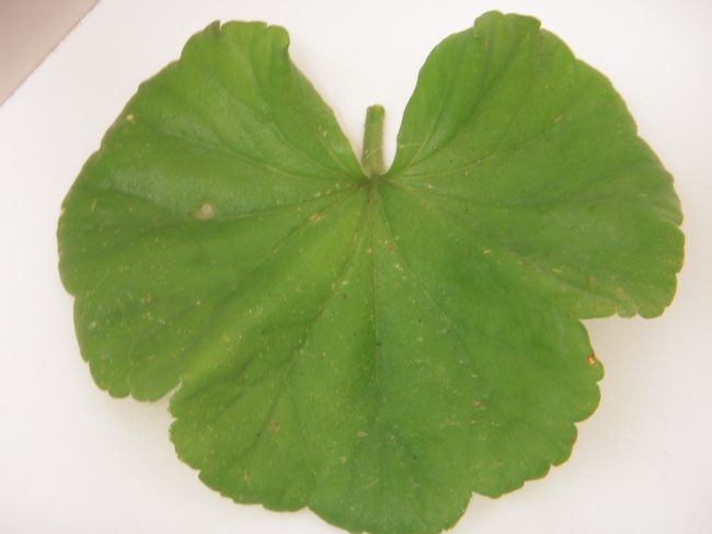 Normal top side of geranium leaf. (photos by Launa Herrmann)
