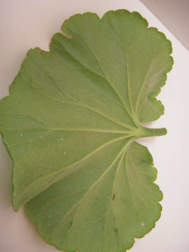 Normal underside of geranium leaf