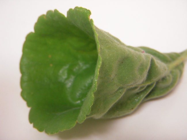 Fasciated leaf (abnormal)