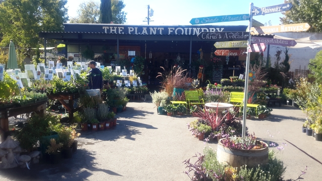 plant foundry 1