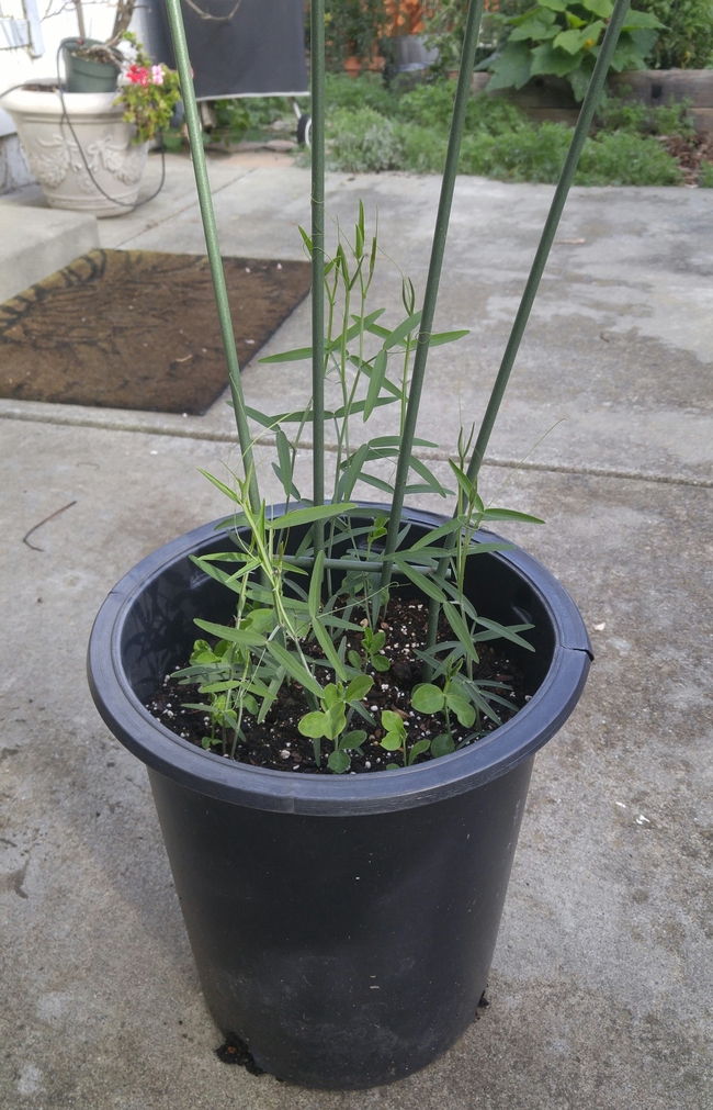 More sweet peas