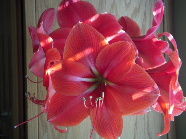 Red amaryllis. photos by Launa Herrmann